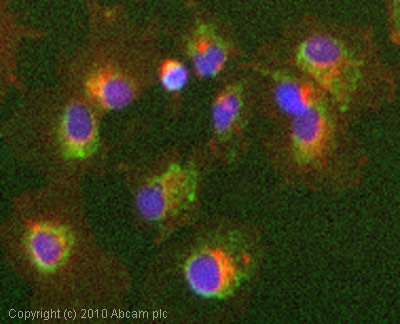 Immunocytochemistry/ Immunofluorescence - Anti-MTCO2 antibody [EPR3314] - BSA and Azide free (AB239889), expandable thumbnail
