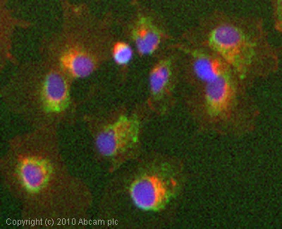 Immunocytochemistry/ Immunofluorescence - Anti-MTCO2 antibody [EPR3314] - BSA and Azide free (AB239889)