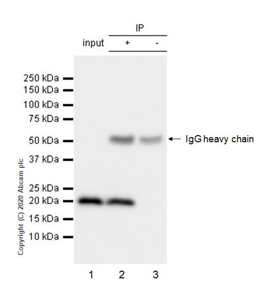 Immunoprecipitation - Anti-MTCO2 antibody [EPR3314] - BSA and Azide free (AB239889), expandable thumbnail