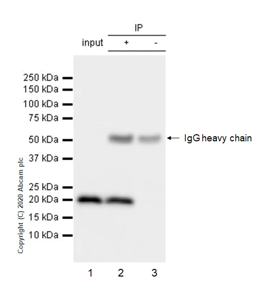 Immunoprecipitation - Anti-MTCO2 antibody [EPR3314] - BSA and Azide free (AB239889)
