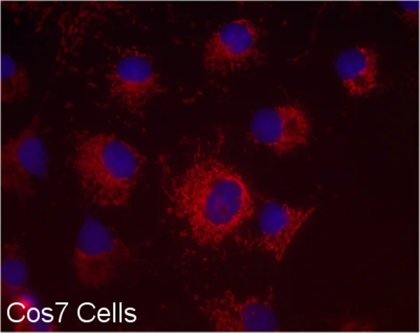 Immunocytochemistry/ Immunofluorescence - Anti-MTCO2 antibody [MM7D-5A11CA9] (AB156031)
