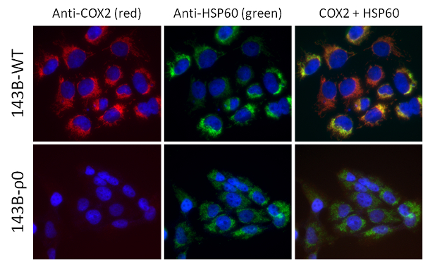 Immunocytochemistry/ Immunofluorescence - Anti-MTCO2 antibody [MM7D-5A11CA9] (AB156031)