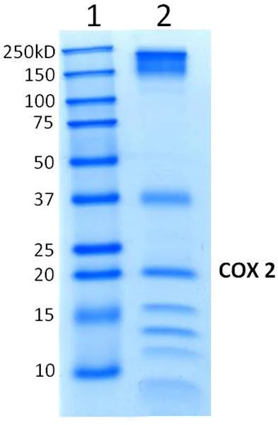 Immunoprecipitation - Anti-MTCO2 antibody [MM7D-5A11CA9] (AB156031)