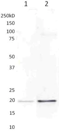 Western blot - Anti-MTCO2 antibody [MM7D-5A11CA9] (AB156031)