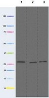 Western blot - Anti-MTCO3 antibody [DA5BC4] (AB110259)