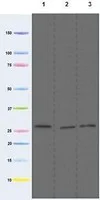 Western blot - Anti-MTCO3 antibody [DA5BC4] (AB110259)