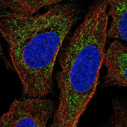 Immunocytochemistry/ Immunofluorescence - Anti-MTERF antibody (AB221766)