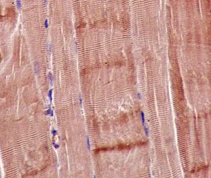 Immunohistochemistry (Formalin/PFA-fixed paraffin-embedded sections) - Anti-MTERF antibody [EPR14202] - BSA and Azide free (AB250513)