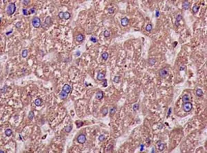 Immunohistochemistry (Formalin/PFA-fixed paraffin-embedded sections) - Anti-MTERF antibody [EPR14202] - BSA and Azide free (AB250513)