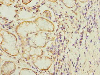 Immunohistochemistry (Formalin/PFA-fixed paraffin-embedded sections) - Anti-MTERFD1/MTERF3 antibody (AB230232)