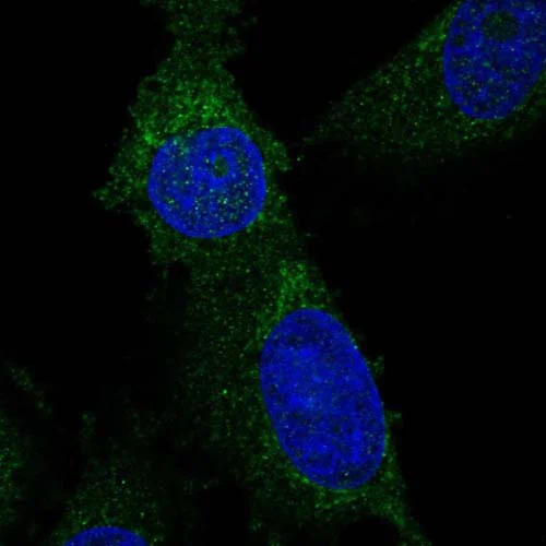 Immunocytochemistry/ Immunofluorescence - Anti-MTERFD2 antibody (AB121910)