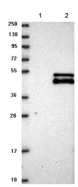Western blot - Anti-MTERFD2 antibody (AB121910)