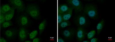 Immunocytochemistry/ Immunofluorescence - Anti-MTF1 antibody (AB183897)