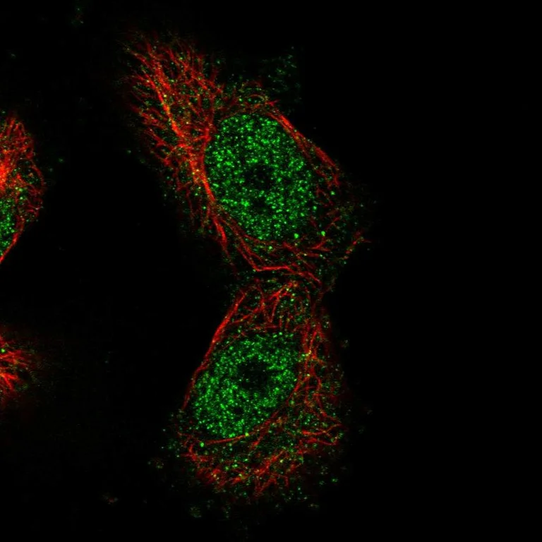Immunocytochemistry/ Immunofluorescence - Anti-MTF1 Antibody (AB327213)
