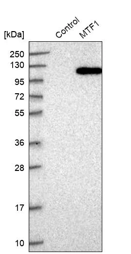 Western blot - Anti-MTF1 Antibody (AB327213)