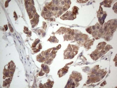 Immunohistochemistry (Formalin/PFA-fixed paraffin-embedded sections) - Anti-MTF1 antibody [OTI2F3] (AB236401)