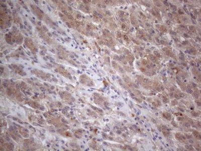 Immunohistochemistry (Formalin/PFA-fixed paraffin-embedded sections) - Anti-MTF1 antibody [OTI2F3] (AB236401)
