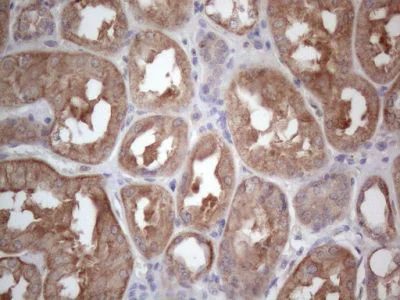 Immunohistochemistry (Formalin/PFA-fixed paraffin-embedded sections) - Anti-MTF1 antibody [OTI2F3] (AB236401)