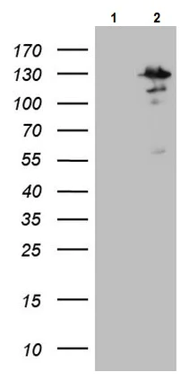 Western blot - Anti-MTF1 antibody [OTI2F3] (AB236401)