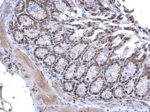Immunohistochemistry (Formalin/PFA-fixed paraffin-embedded sections) - Anti-MTF2 antibody - C-terminal (AB228829)