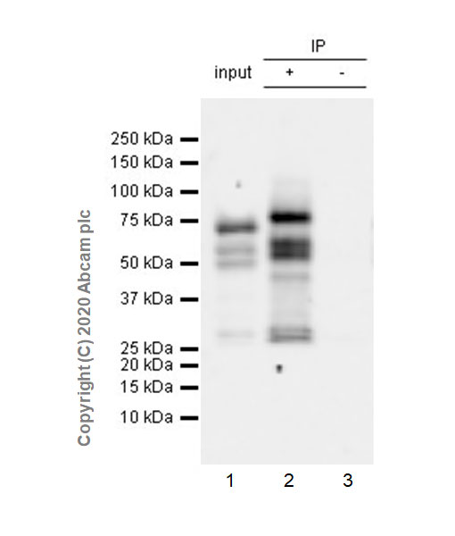 Immunoprecipitation - Anti-MTF2 antibody [EPR23536-87] - ChIP Grade (AB254336)