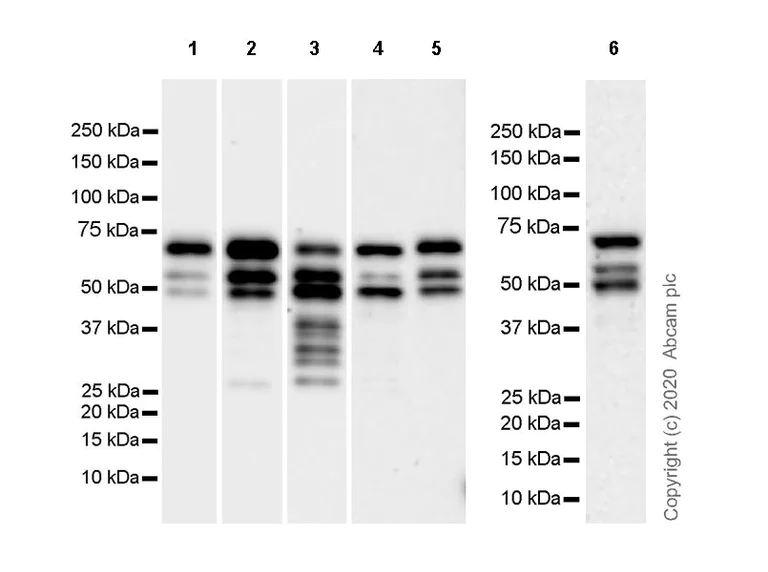Western blot - Anti-MTF2 antibody [EPR23536-87] - ChIP Grade - BSA and Azide free (AB275967)