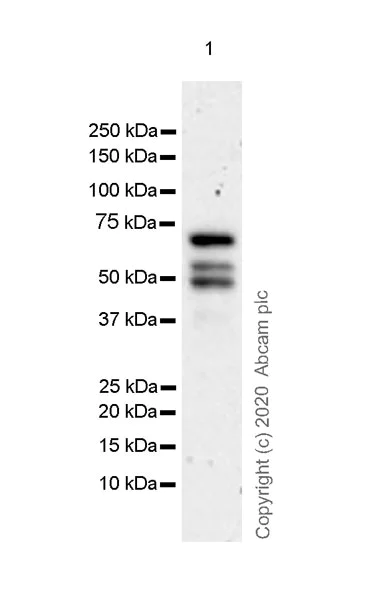 Western blot - Anti-MTF2 antibody [EPR23536-87] - ChIP Grade - BSA and Azide free (AB275967)