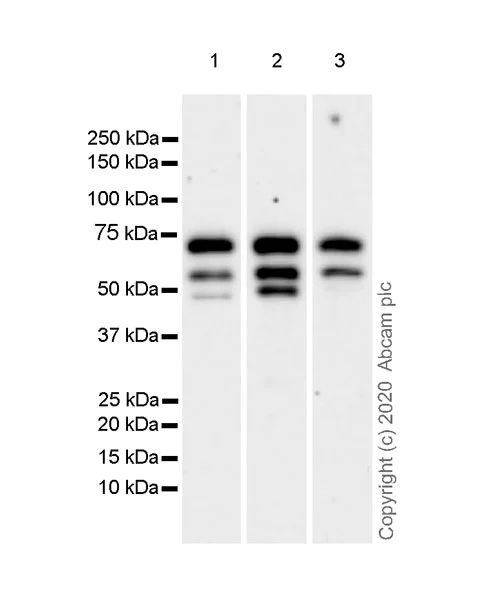 Western blot - Anti-MTF2 antibody [EPR23536-87] - ChIP Grade - BSA and Azide free (AB275967)
