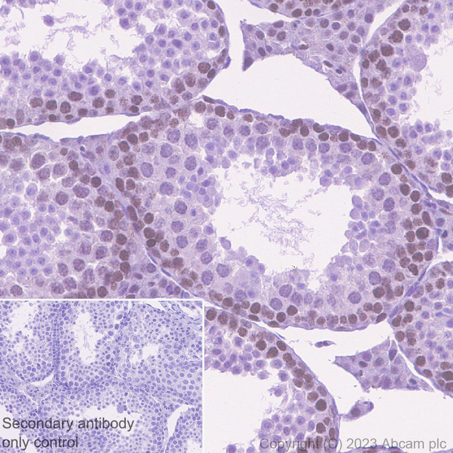 Immunohistochemistry (Formalin/PFA-fixed paraffin-embedded sections) - Anti-MTF2 antibody [EPR27196-167] (ab314753), expandable thumbnail