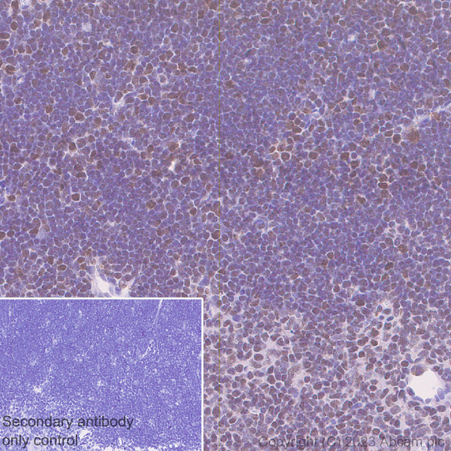 Immunohistochemistry (Formalin/PFA-fixed paraffin-embedded sections) - Anti-MTF2 antibody [EPR27196-167] (ab314753), expandable thumbnail