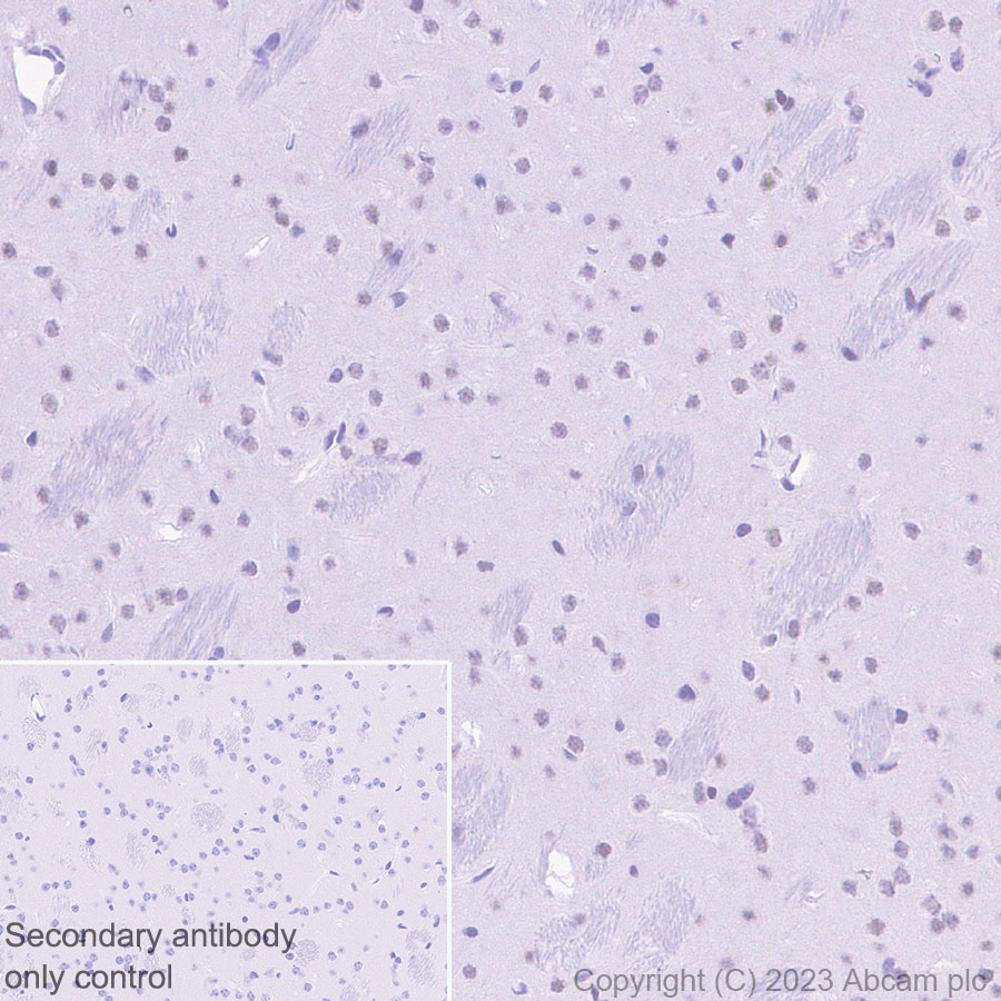 Immunohistochemistry (Formalin/PFA-fixed paraffin-embedded sections) - Anti-MTF2 antibody [EPR27196-167] (ab314753), expandable thumbnail