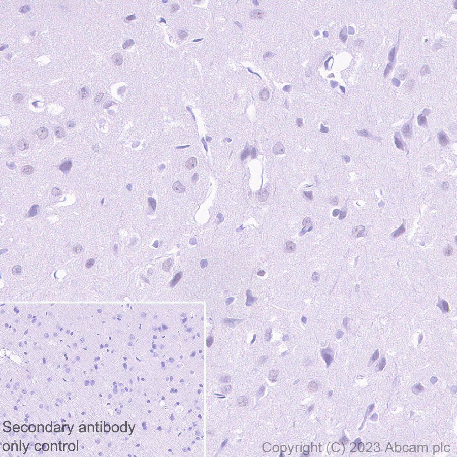 Immunohistochemistry (Formalin/PFA-fixed paraffin-embedded sections) - Anti-MTF2 antibody [EPR27196-167] (AB314753), expandable thumbnail