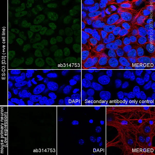 Immunocytochemistry/ Immunofluorescence - Anti-MTF2 antibody [EPR27196-167] - BSA and Azide free (AB314754)
