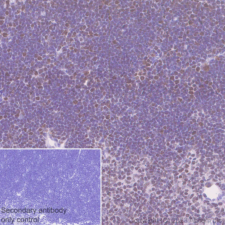 Immunohistochemistry (Formalin/PFA-fixed paraffin-embedded sections) - Anti-MTF2 antibody [EPR27196-167] - BSA and Azide free (AB314754)