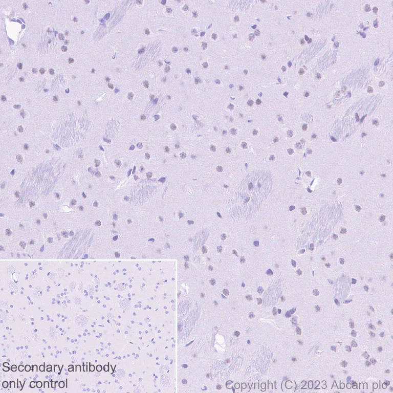 Immunohistochemistry (Formalin/PFA-fixed paraffin-embedded sections) - Anti-MTF2 antibody [EPR27196-167] - BSA and Azide free (AB314754)