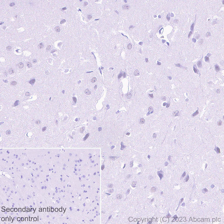 Immunohistochemistry (Formalin/PFA-fixed paraffin-embedded sections) - Anti-MTF2 antibody [EPR27196-167] - BSA and Azide free (AB314754)