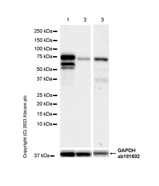 Western blot - Anti-MTF2 antibody [EPR27196-167] - BSA and Azide free (AB314754)