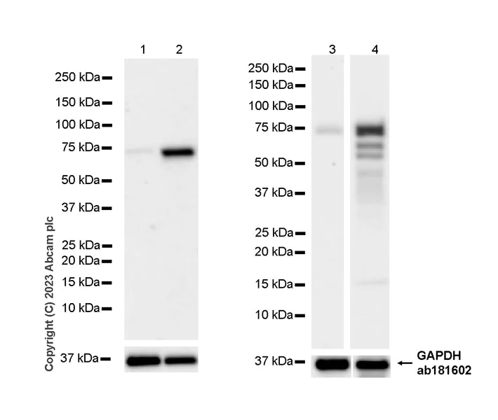 Western blot - Anti-MTF2 antibody [EPR27196-167] - BSA and Azide free (AB314754)