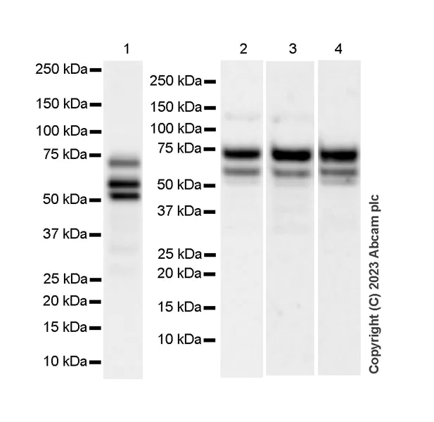 Western blot - Anti-MTF2 antibody [EPR27196-167] - BSA and Azide free (AB314754)