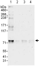 Western blot - Anti-MTGR1 antibody (AB128164)
