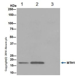 Immunoprecipitation - Anti-MTH1 antibody [EPR15934-50] (AB200832)