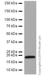 Western blot - Anti-MTH1 antibody [EPR15934-50] (AB200832), expandable thumbnail