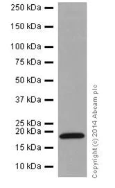 Western blot - Anti-MTH1 antibody [EPR15934-50] (AB200832)