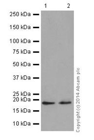 Western blot - Anti-MTH1 antibody [EPR15934-50] (AB200832), expandable thumbnail