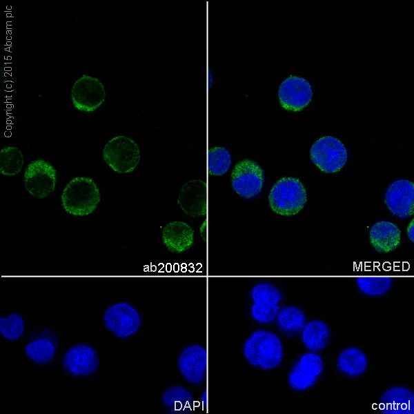 Immunocytochemistry/ Immunofluorescence - Anti-MTH1 antibody [EPR15934-50] - BSA and Azide free (AB246327)