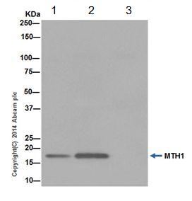 Immunoprecipitation - Anti-MTH1 antibody [EPR15934-50] - BSA and Azide free (AB246327), expandable thumbnail