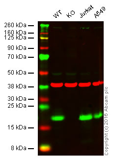 Western blot - Anti-MTH1 antibody [EPR15934-50] - BSA and Azide free (AB246327), expandable thumbnail