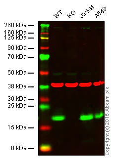 Western blot - Anti-MTH1 antibody [EPR15934-50] - BSA and Azide free (AB246327)