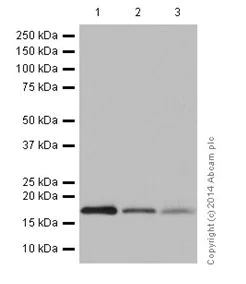 Western blot - Anti-MTH1 antibody [EPR15934] (AB197028)