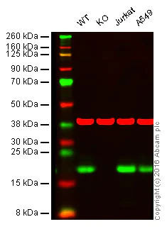 Western blot - Anti-MTH1 antibody [EPR15934] (AB197028)